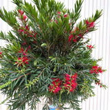 Четкообразно дърво Callistemon citrinus 'Splendens' – ароматни червени цветове