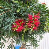 Четкообразно дърво Callistemon citrinus 'Splendens' – ароматни червени цветове