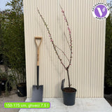 Японски декоративен бадем Prunus triloba – зрелищни двойни розови цветове, студоустойчив до –25°C
