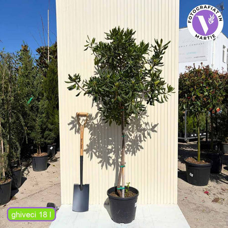 Питоспорум Pittosporum tobira – вечнозелен храст с бели ароматни цветове