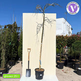 Японска плачеща акация (Sophora Japonica), декоративно дърво с ароматни цветове, устойчиво