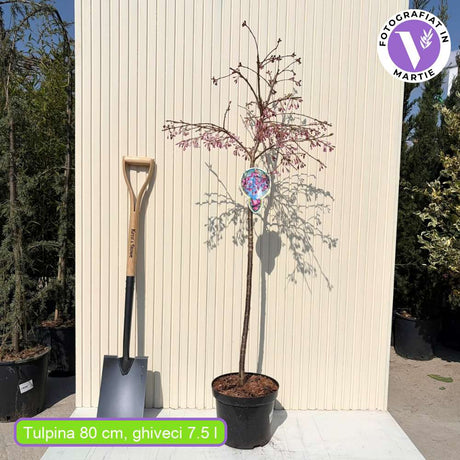 Сакура, плачеща декоративна череша (Pendula Rubra), с розови цветове