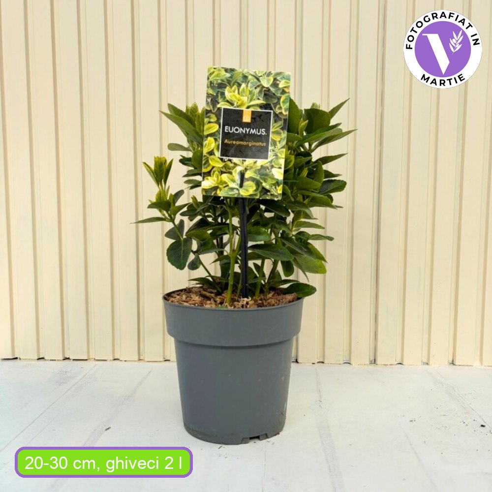 Японски евонимус Euonimus Aureomarginatus, декоративен вечнозелен храст с жълти краища, за жив плет и бордюри