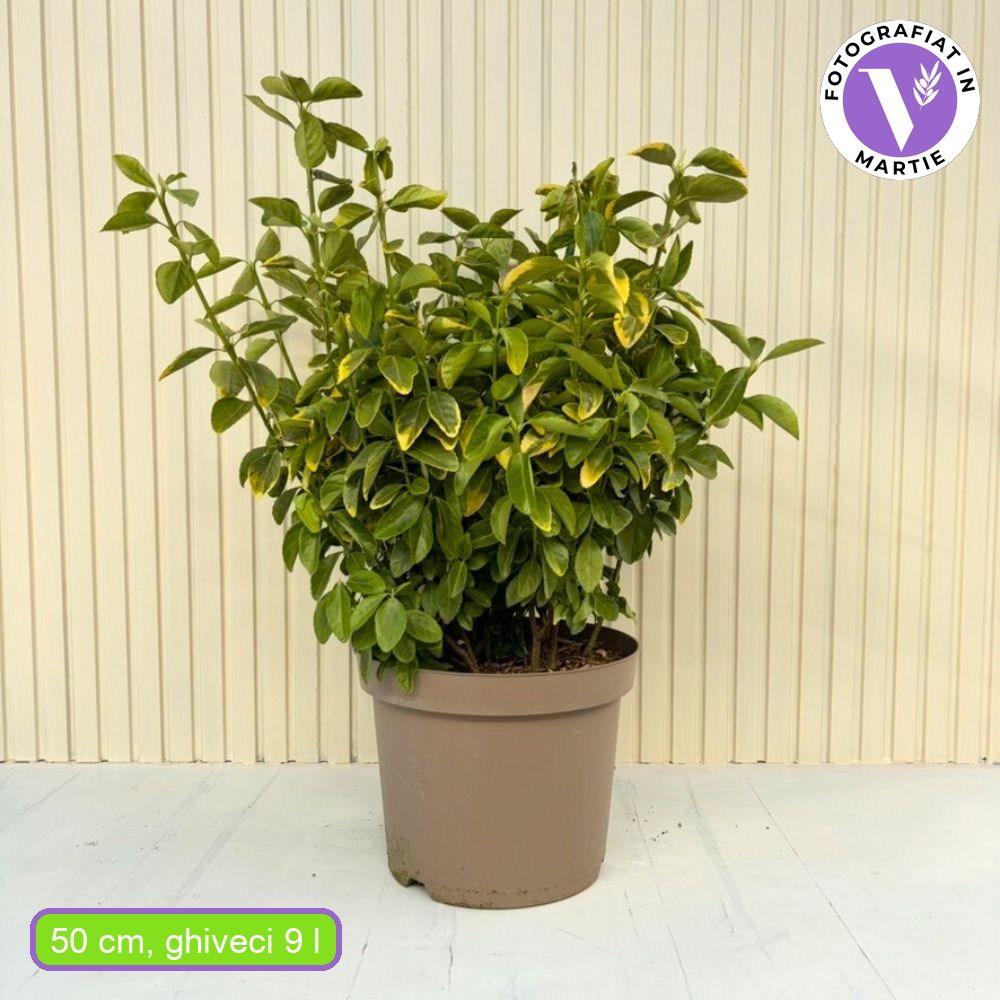 Японски евонимус Euonimus Aureomarginatus, декоративен вечнозелен храст с жълти краища, за жив плет и бордюри