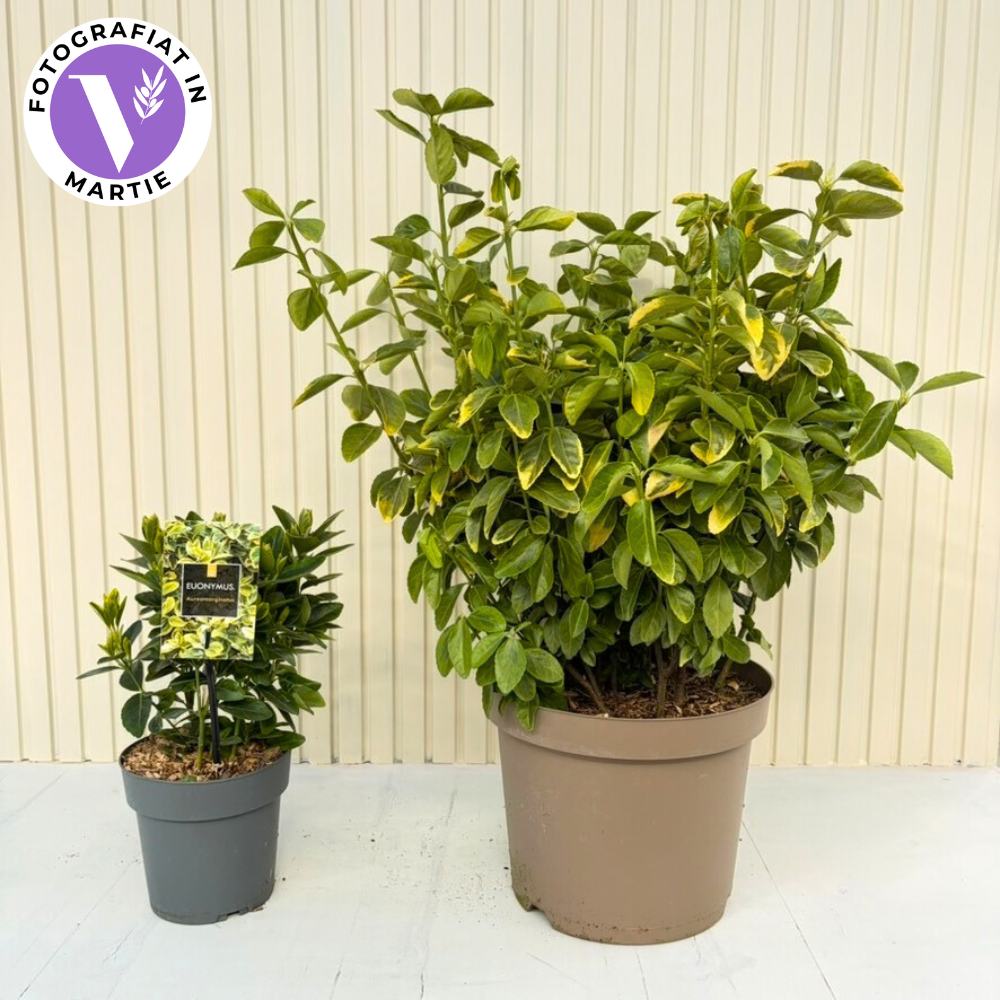 Японски евонимус Euonimus Aureomarginatus, декоративен вечнозелен храст с жълти краища, за жив плет и бордюри