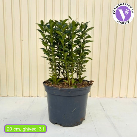 Евонимус японски Paloma Blanca, декоративен храст с бели листа, устойчив, идеален за градини и бордюри