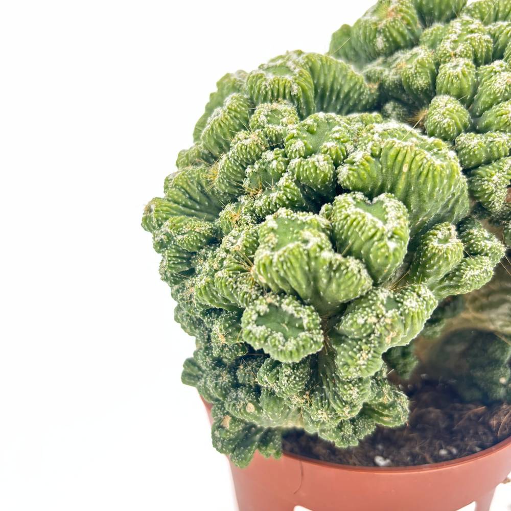 Кактус Cereus peruvianus Monstrosus – скулптурна форма, 20–30 см, лесна грижа