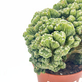 Кактус Cereus peruvianus Monstrosus – скулптурна форма, 20–30 см, лесна грижа
