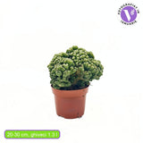 Кактус Cereus peruvianus Monstrosus – скулптурна форма, 20–30 см, лесна грижа