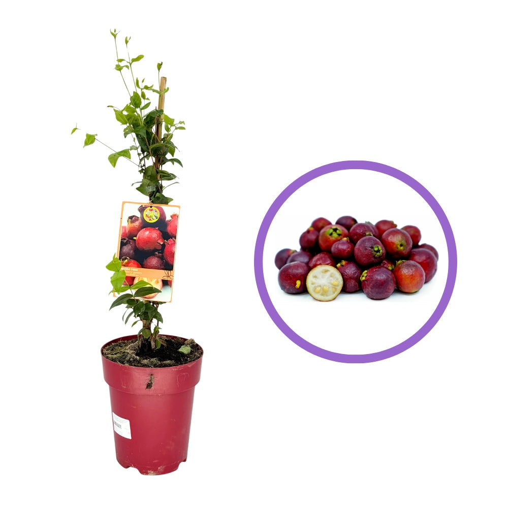 Ягодова гуава (Psidium cattleianum), екзотично плододаващо растение с червени сладко-кисели плодове с аромат на ягода и гуава, сочна месеста част
