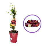 Ягодова гуава (Psidium cattleianum), екзотично плододаващо растение с червени сладко-кисели плодове с аромат на ягода и гуава, сочна месеста част
