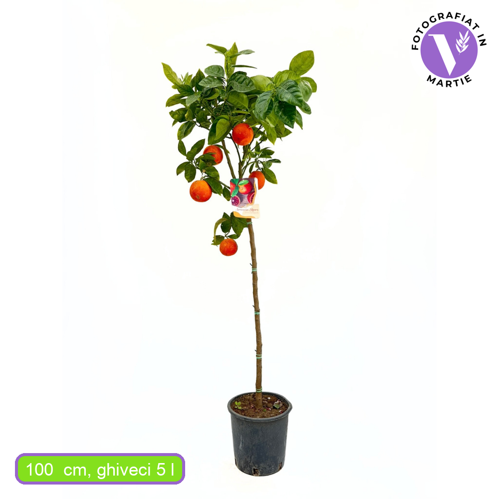 Портокал Moro (Citrus sinensis), с сладки ароматни оранжево-червени плодове, плододава от 2-та година