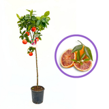 Портокал Moro (Citrus sinensis), с сладки ароматни оранжево-червени плодове, плододава от 2-та година