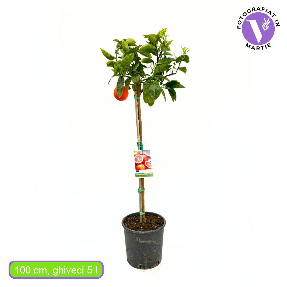 Червен портокал Tarocco (Citrus sinensis), с сладки оранжево-червени плодове, плододава от 2-та година