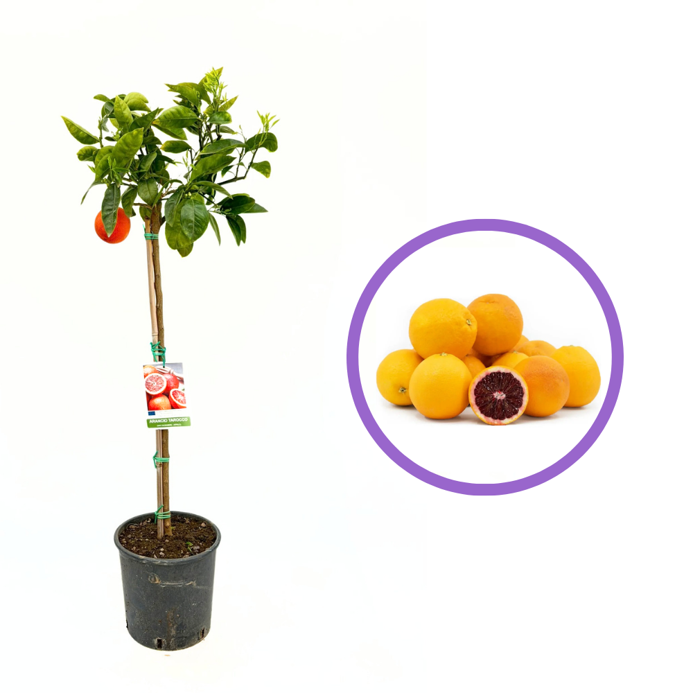 Червен портокал Tarocco (Citrus sinensis), с сладки оранжево-червени плодове, плододава от 2-та година