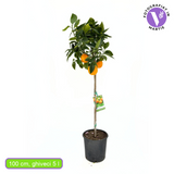 Портокал Valencia (Citrus sinensis), с сладки ароматни оранжеви плодове, плододава от 2-та година