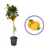 Портокал Valencia (Citrus sinensis), с сладки ароматни оранжеви плодове, плододава от 2-та година