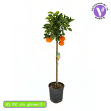 Портокал Vaniglia (Citrus sinensis), с сладки ароматни червено-розови плодове, плододава от 2-та година