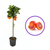 Портокал Vaniglia (Citrus sinensis), с сладки ароматни червено-розови плодове, плододава от 2-та година