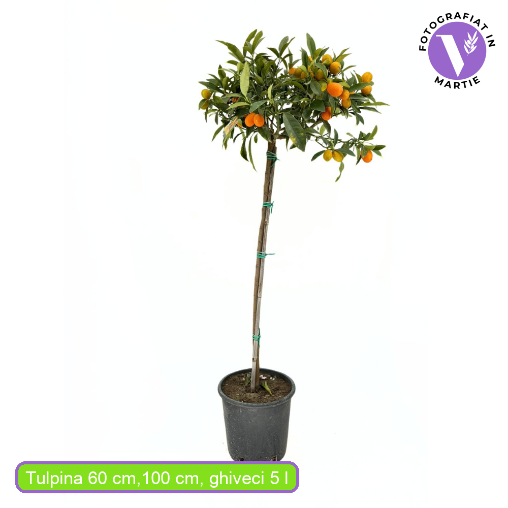 Портокал Кумкуат (Citrus Sinensis), с ядливи плодове, сладки отвътре и леко кисели отвън, доставя се с узрели плодове