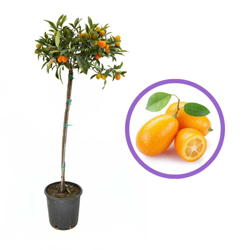 Портокал Кумкуат (Citrus Sinensis), с ядливи плодове, сладки отвътре и леко кисели отвън, доставя се с узрели плодове