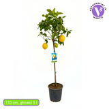 Лимоново дърво Amalfitano (Citrus limon), 110 см, с дълги жълти ароматни плодове, плододава от 2-та година