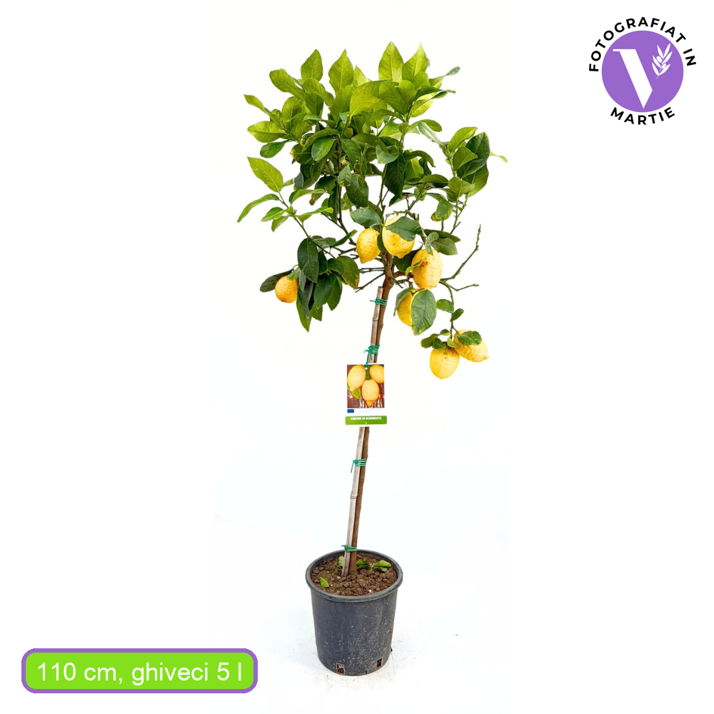 Лимоново дърво Di Sorrento (Citrus limon), 110 см, с едри жълти ароматни плодове, плододава от 2-та година