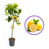 Лимоново дърво Di Sorrento (Citrus limon), 110 см, с едри жълти ароматни плодове, плододава от 2-та година