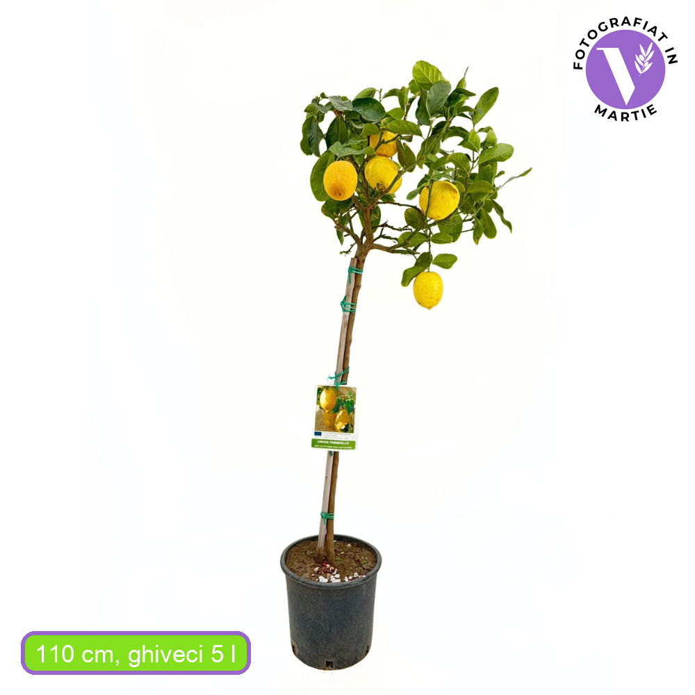 Лимоново дърво Femminello (Citrus limon), 110 см, с едри жълти сочни плодове, плододава от 2-та година