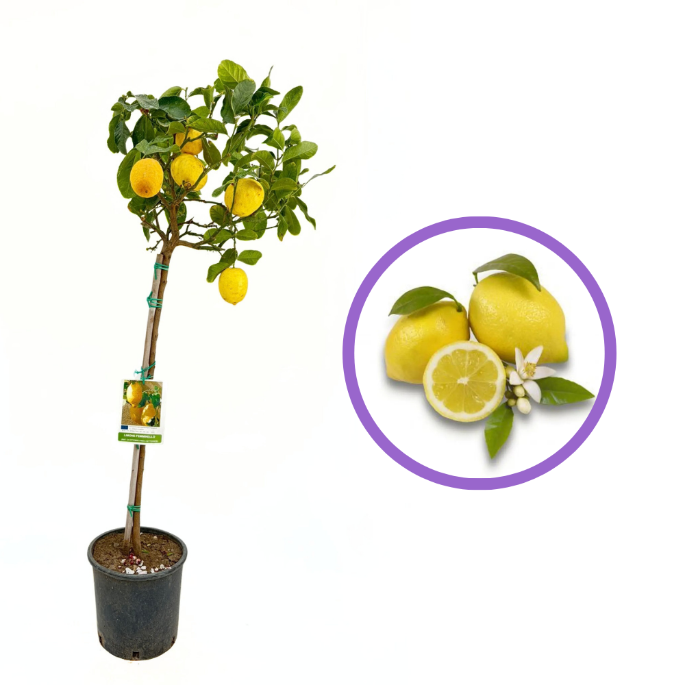 Лимоново дърво Femminello (Citrus limon), 110 см, с едри жълти сочни плодове, плододава от 2-та година