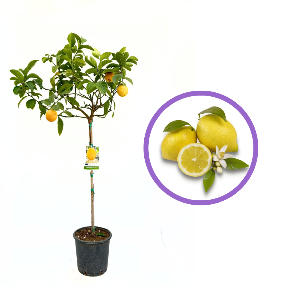 Лимоново дърво Monachello (Citrus limon), 100-110 см, с едри жълти силно ароматни плодове, плододава от 2-та година