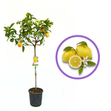 Лимоново дърво Monachello (Citrus limon), 100-110 см, с едри жълти силно ароматни плодове, плододава от 2-та година