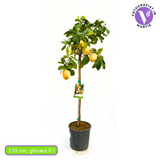 Лимоново дърво Verna (Citrus limon), 110 см, с едри жълти сочни плодове, плододава от 2-та година