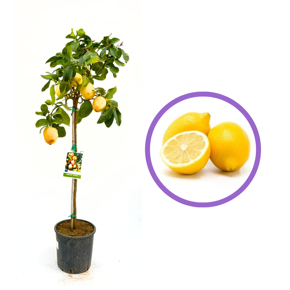 Лимоново дърво Verna (Citrus limon), 110 см, с едри жълти сочни плодове, плододава от 2-та година