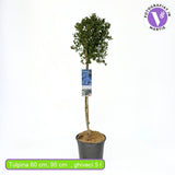 Калифорнийски люляк дървовиден Victoria (Ceanothus), сини цветове, вечнозелен