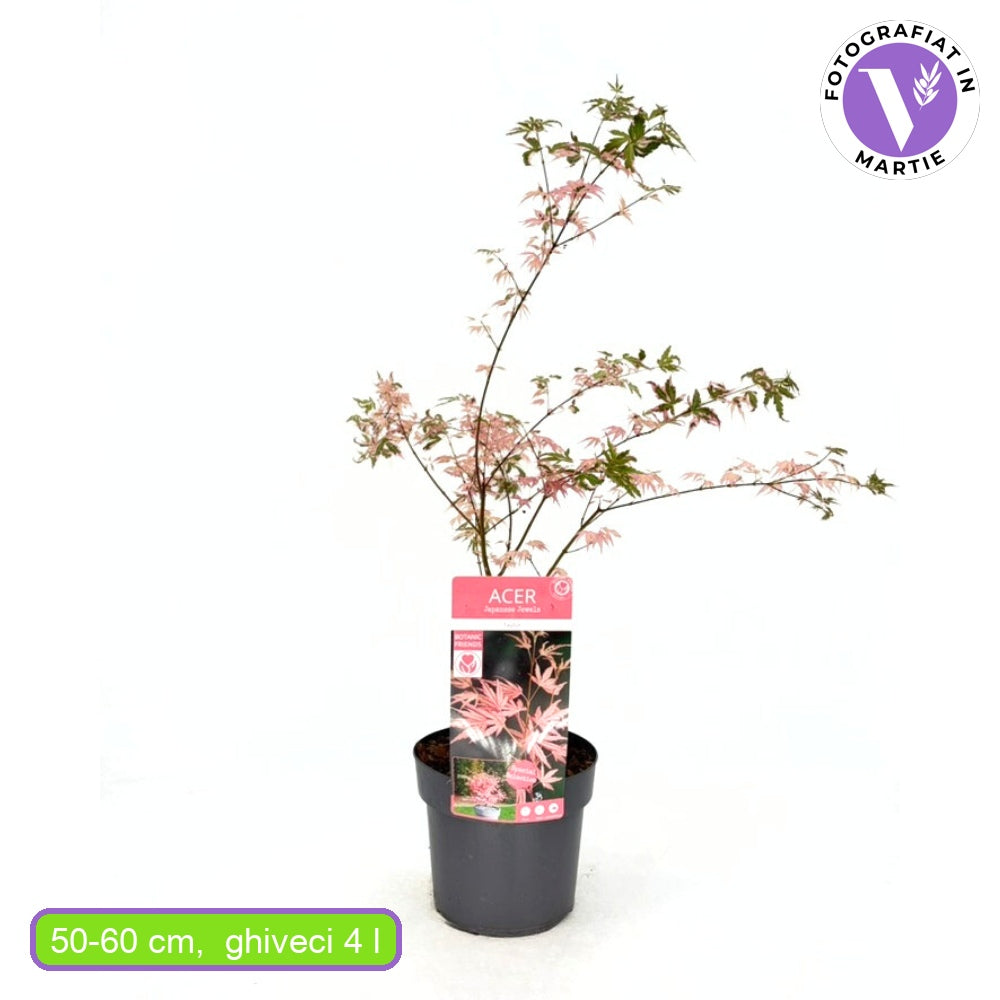 Японски клен джудже розов Taylor, с розово-сьомонова листна маса, декоративен, за саксия или малка градина