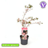 Японски клен джудже розов Taylor, с розово-сьомонова листна маса, декоративен, за саксия или малка градина