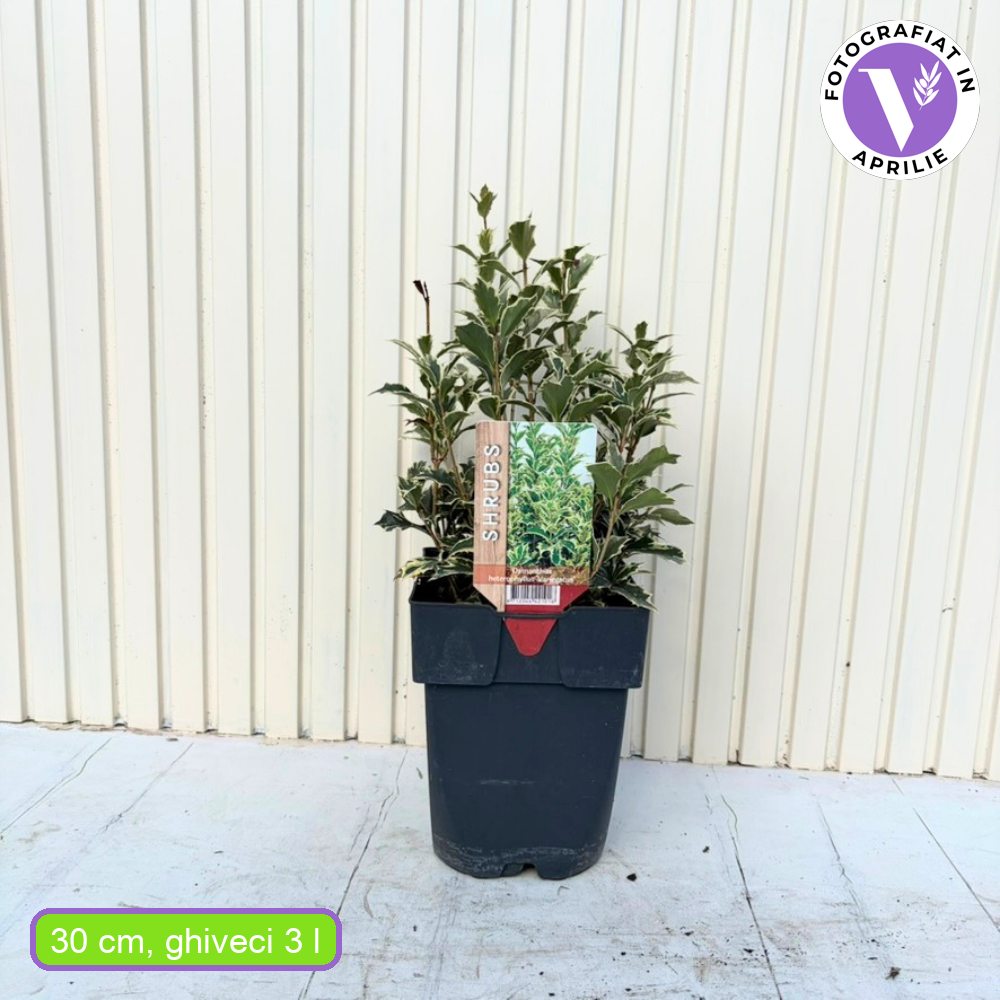 Османтус – Ilex фалшив Osmanthus heterophyllus, вечнозелен храст с лъскави вариегатни листа и бели ароматни цветове