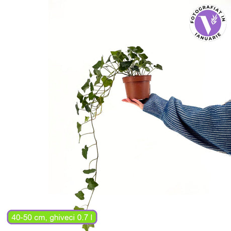 Iedera Scotiana Hedera Hibernica, cataratoare, vesnic verde, crestere rapida, forte rezistenta, gard viu sau ecran de intimitate