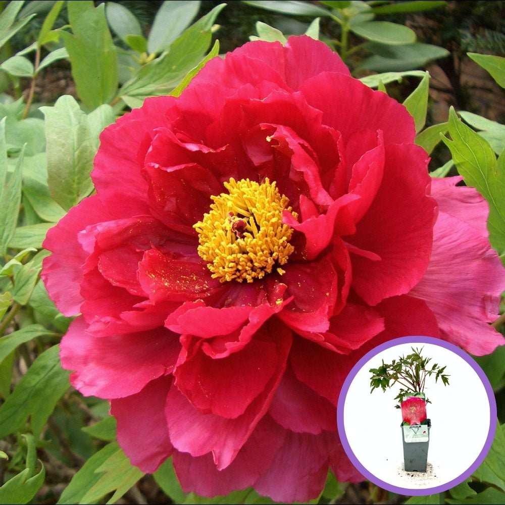 Божур дърво (Paeonia suffruticosa) с червени цветове – многогодишен храст с великолепен цъфтеж