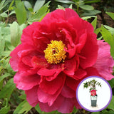 Божур дърво (Paeonia suffruticosa) с червени цветове – многогодишен храст с великолепен цъфтеж