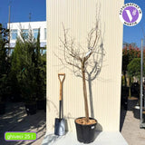 Бяла декоративна черница (Morus Alba), без плодове