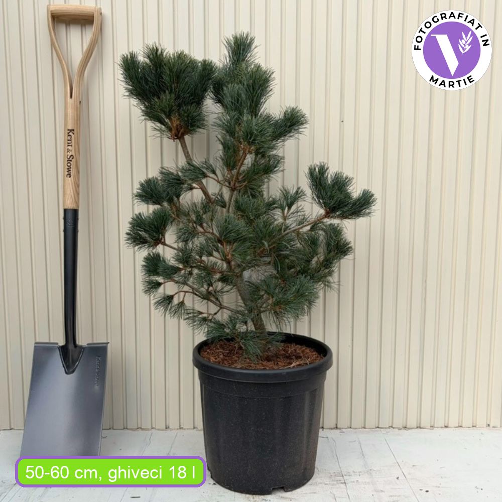 Японски бял бор Negishi (Pinus parviflora) – миниатюрен иглолистен бонсай със сини иглички