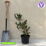 Японски бял бор Negishi (Pinus parviflora) – миниатюрен иглолистен бонсай със сини иглички