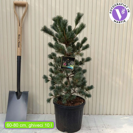 Японски бял бор Negishi (Pinus parviflora) – миниатюрен иглолистен бонсай със сини иглички