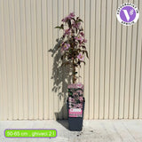 Клематис Fragrant Spring – катерливо растение с едри бледорозови ароматни цветове