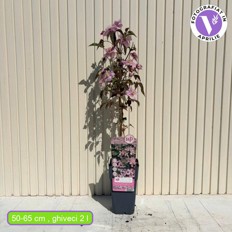 Клематис Fragrant Spring – катерливо растение с едри бледорозови ароматни цветове
