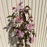 Клематис Fragrant Spring – катерливо растение с едри бледорозови ароматни цветове