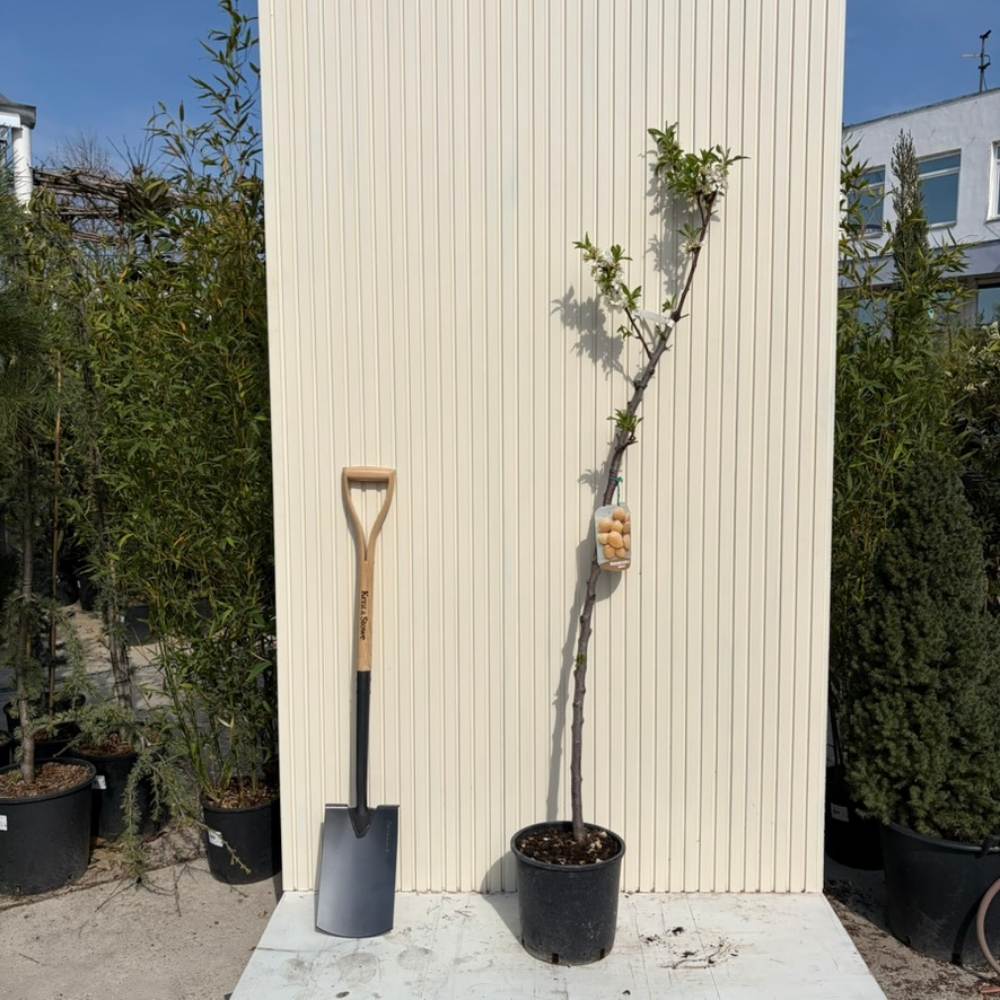 Бадем 'Genco' (Prunus amygdalus) – сладки хрупкави бадеми, 2-годишен плодоносящ