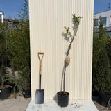 Бадем 'Genco' (Prunus amygdalus) – сладки хрупкави бадеми, 2-годишен плодоносящ